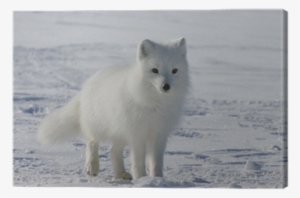 Arctic Fox