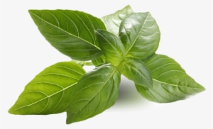 Many Of The Ingredients We Use Are Organic And Local - Una Hierba Efectiva Para Bajar De Peso