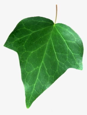 Зеленый Лист Плюща, Плющ Обыкновенный, Вечнозеленые - Ivy