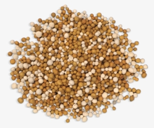 Plant Food - Coriander