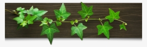 Dentist In Arcadia Ca - California