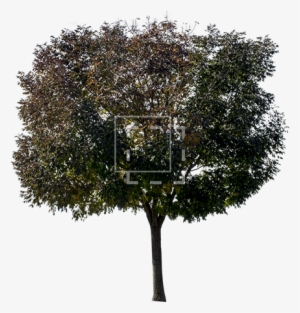 Dark Purple Tree - Purple