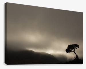 Silhouette Of A Tree Against A Stormy Sky In Richtersveld