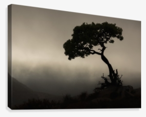 Silhouette Of A Tree Against A Stormy Sky In Richtersveld
