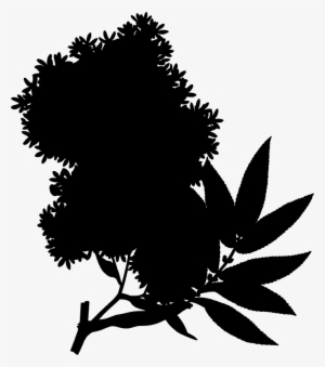 Medium Image - African Redwood