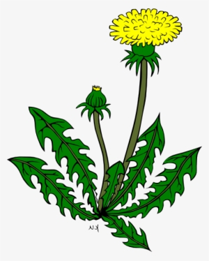 Flower Dandelion Clip Art At Clker Com Vector Clip - Clip Art
