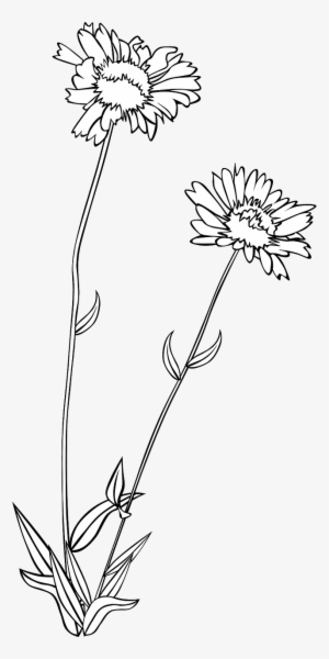 Vector Graphics,free Pictures, Free - Wild Flowers Drawing Png