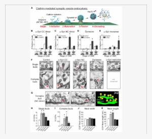 Α Synuclein Dimers Inhibit Vesicle Fission And Induce - Receptor-mediated Endocytosis