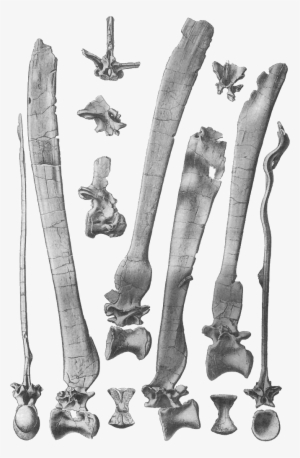 Spinosaurus Vertebrae