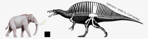 Full Sized Version<br /><br />mammuthus Trogontherii - Songhua River Mammoth Vs Spino