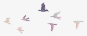 Report Abuse - Pajaros Tumblr Png