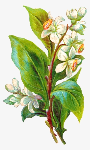 Vintage Flower Illustration Png - Illustration