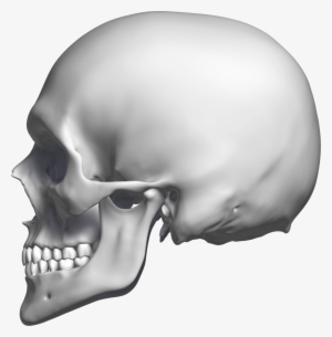 Left 3° - Skull