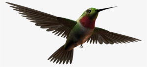 Free Download Aves Clipart Hummingbird - Aves Png
