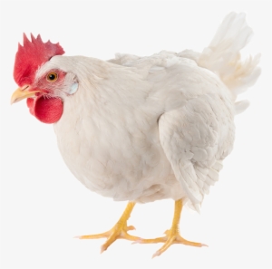 Poultry - Chicken