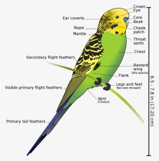 Anatomy And Physiology Of Aves Vertebrate Zoology Draw - Budgerigar Diagram