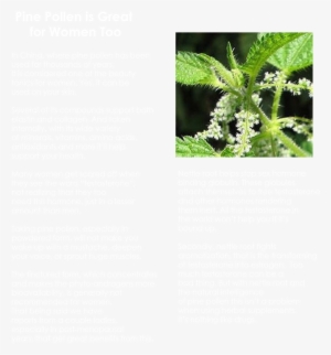 Pine2 - Herbal Gardens Of South Florida Inc. Nettle Herbal