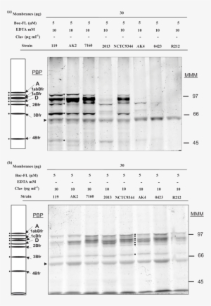 Bocillin-fl Binding Of Membrane Extract Of B - Architecture