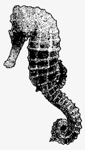 Seahorse Baby One Piece, Toddler T Shirt - Seahorse