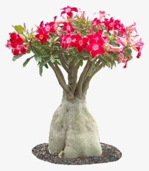 Adenium Obesuml01 Plant Images, Plant Pictures, Euphorbia - Desert Flowers Png Transparent