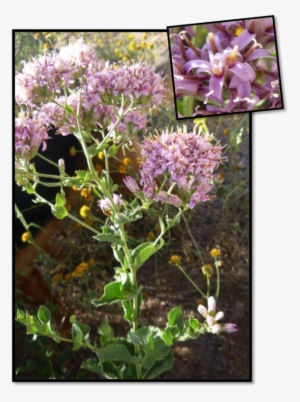 Fluff Root Is A Not Too Often Seen Cousin Of Desert - Lily Family