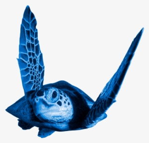 Loading Header - Turtle - 500x750 PNG Download - PNGkit