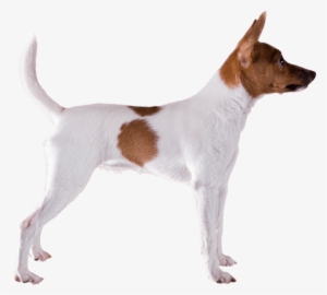 Appearance Of Toy Fox Terrier - Fox Terrier