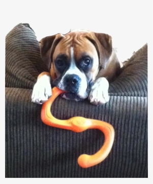 Indestructible Dog Toys