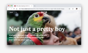 The Question Is - Parakeet