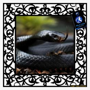 Black Mamba - Mexican Black Kingsnake In The Wild