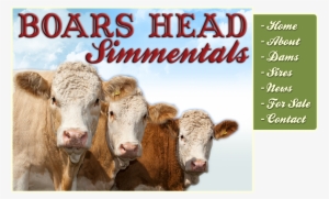Rhys Grenham, Boars Head Simmentals, Boars Head Farm, - Smkn 1 Cibadak