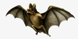 Vampire Bat - Vampire Bat White Background