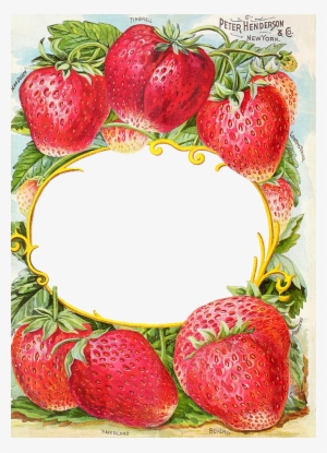 Antique Catalog Reinvented Henderson S Farm Frame - Vintage Strawberry Seed Packet