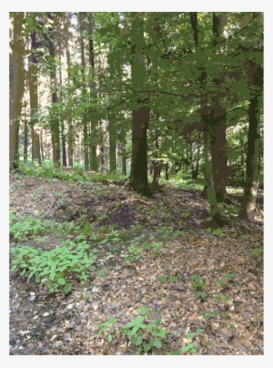 Forest Clipart Temperate Broadleaf And Mixed Forest - Forest