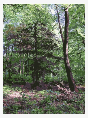 Download Woodland Clipart Temperate Coniferous Forest - Forest