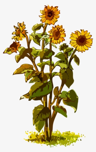 All Photo Png Clipart - Big Sunflower Plant Clipart