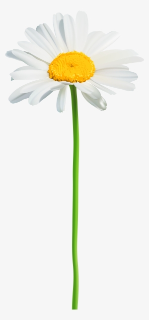 Transparent Background Daisy Png