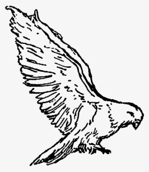 Bird Dove Drawing Illustration Clipart Digital Animal - Clip Art