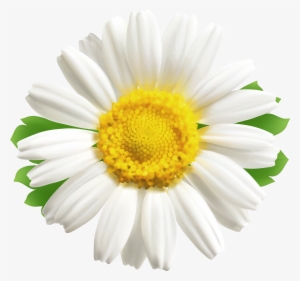 Portable Network Graphics