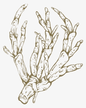Png Royalty Free Asparagus Drawing - Sketch