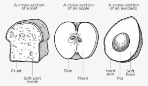 Three Different Possible Models Of The Layers Of Earth - Cartoon