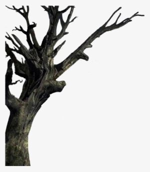 Isolated The Tree - Haunted Trees Transparent Background
