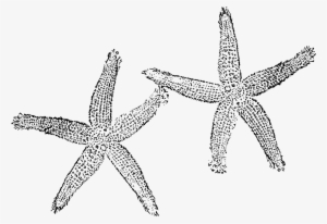 Download Png - Black And White Starfish Png