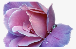 Collection Of Free Transparent Plants Pastel Download - Diana Vreeland Outrageous Daringly Different