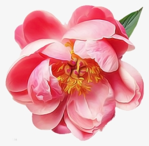 Camellia Drawing Bright Flower - Flower