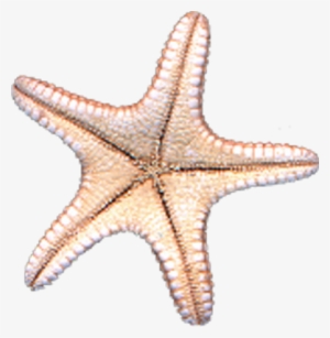 White Starfish Png Starfish Png Seventeen 52 - Starfish Psd