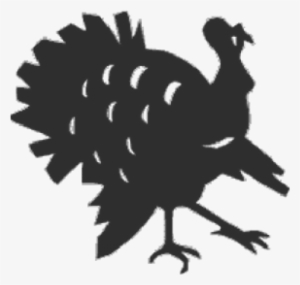 Turkey - Domesticated Turkey