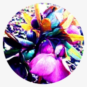 Natural Aesthetic Beauty Can Be Visually Stimulating - Le Botanique