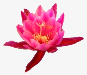 Source - Transparent-flowers - Tumblr - Com - Cactus Flower Png