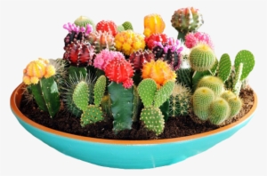 “yayy Here's A Happy Bowl Of Succulents ” - Cactus Garden
